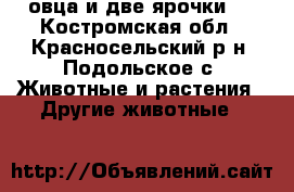 овца и две ярочки   - Костромская обл., Красносельский р-н, Подольское с. Животные и растения » Другие животные   